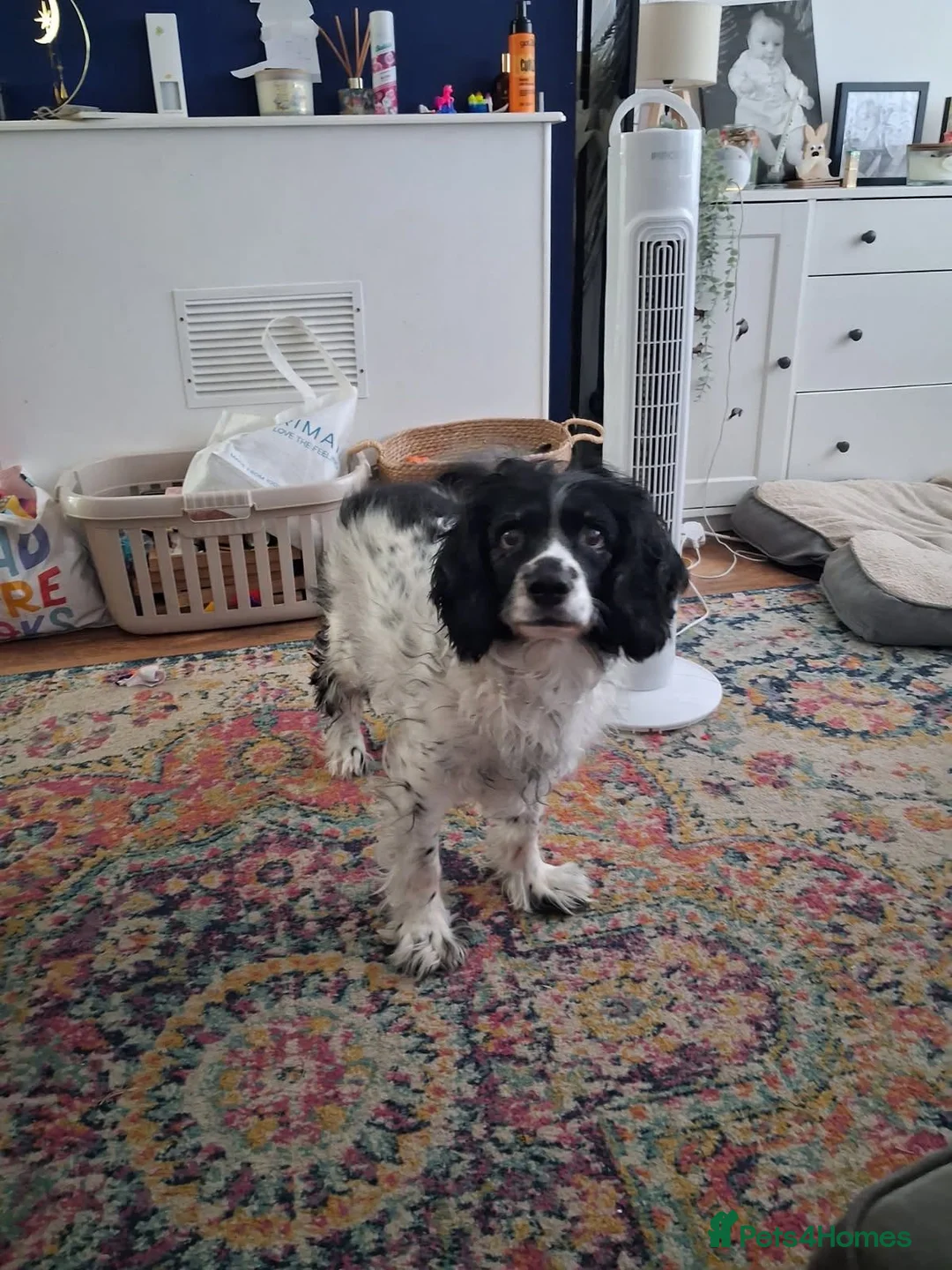 Sprocker dogs for adoption: Older Spaniel For Adoption  - Advert 2