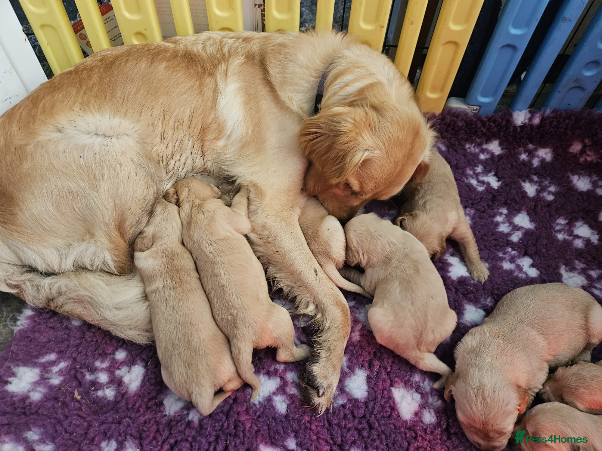 Golden Retriever dogs Delightful KC registered golden retriever puppies - Advert 5