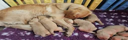 Golden Retriever dogs for sale: Delightful KC registered golden retriever puppies - Advert 1