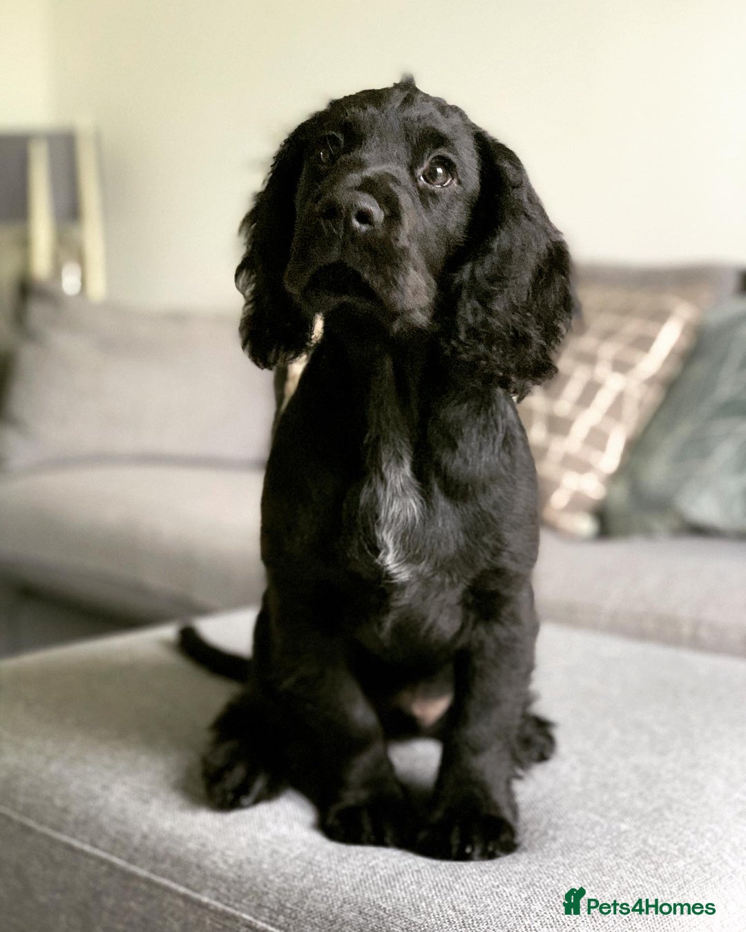Cocker Spaniel dogs for stud: Working Cocker Spaniel Stud in Wilmslow - Advert 7