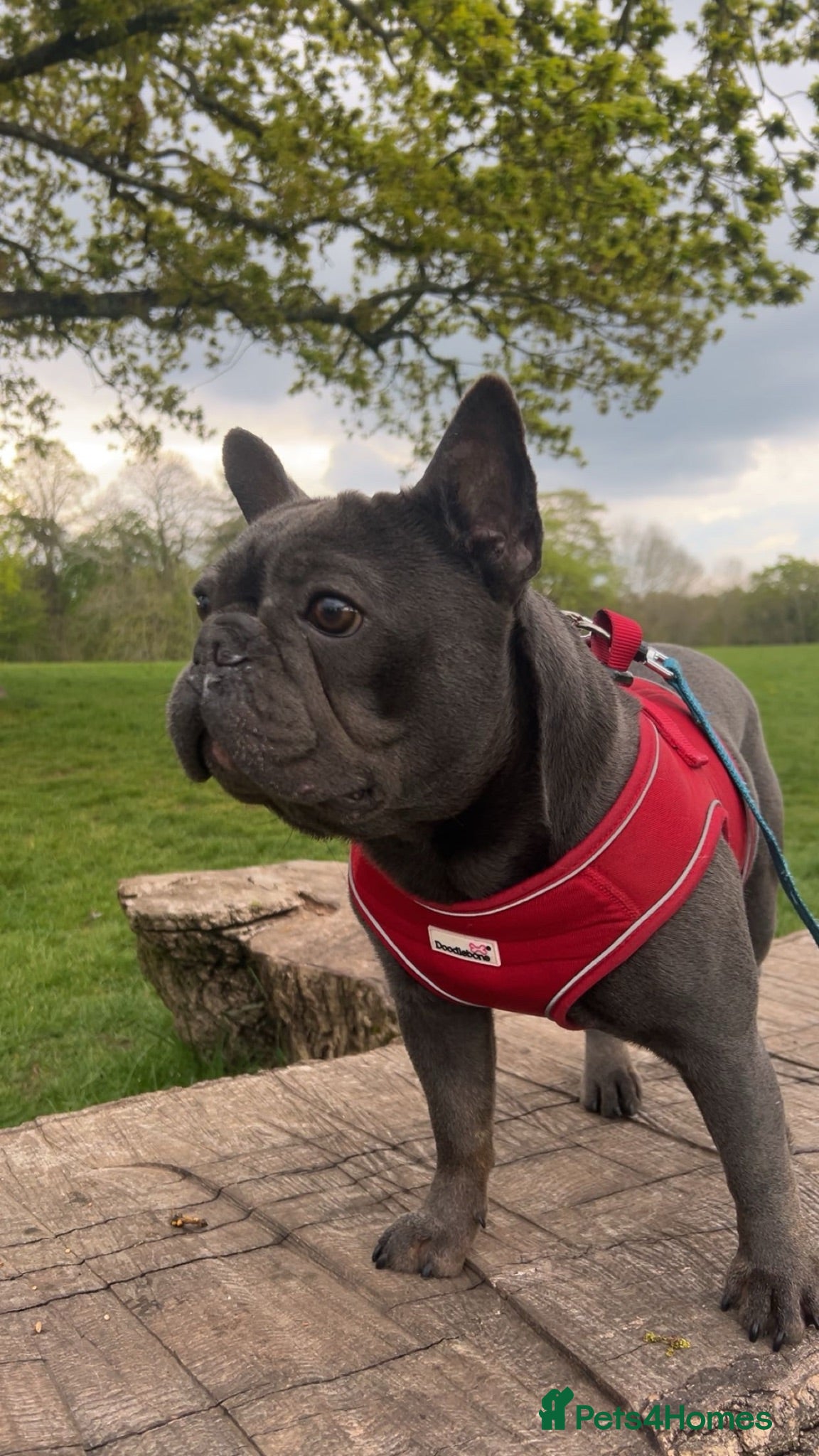 French Bulldog dogs 3 year old French bulldog  - Advert 1