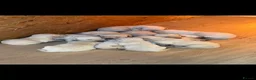 Labrador Retriever dogs for sale: Labrador pups  - Advert 3