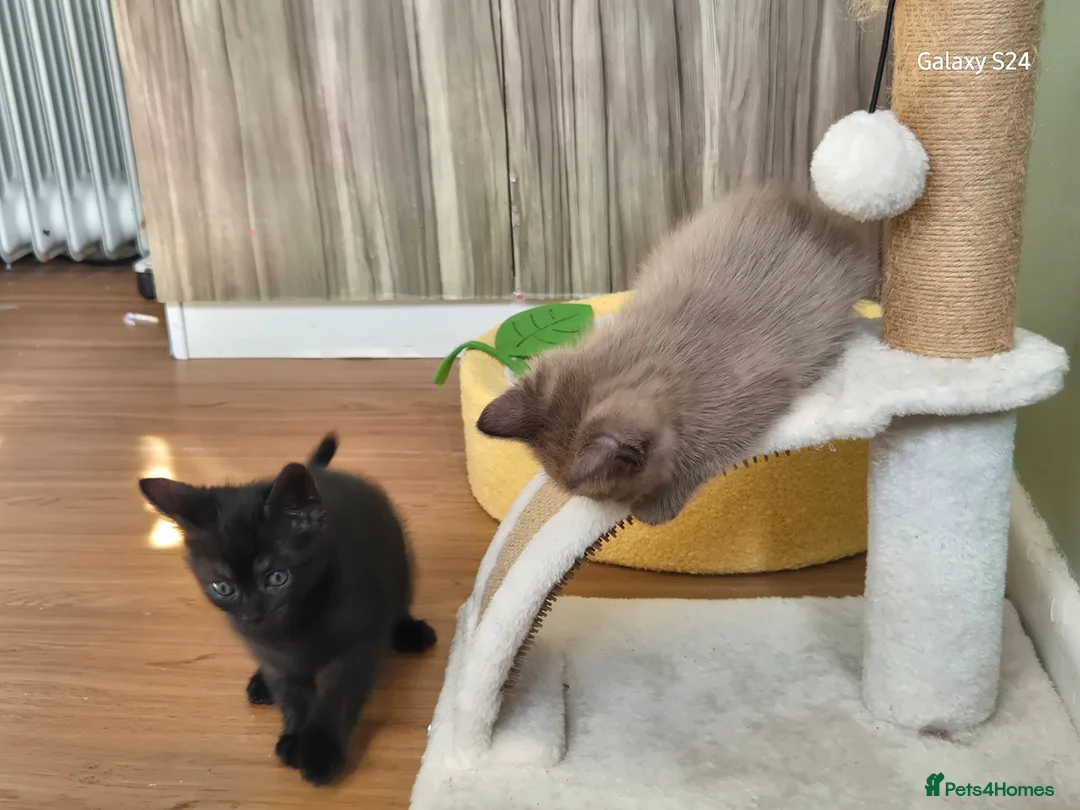 Mixed Breed cats for sale: Kittens 2 gorgeous girls  - Advert 2