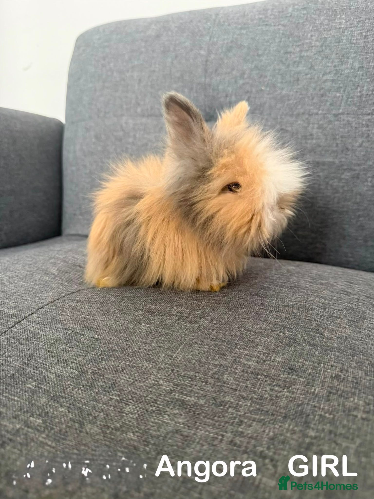 Angora rabbits 🐰 English Angora  – £150 Each 🐰 - Advert 1