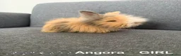 Angora rabbits for sale: 🐰 Premium Purebred English Angora  – £150 Each 🐰 - Advert 4