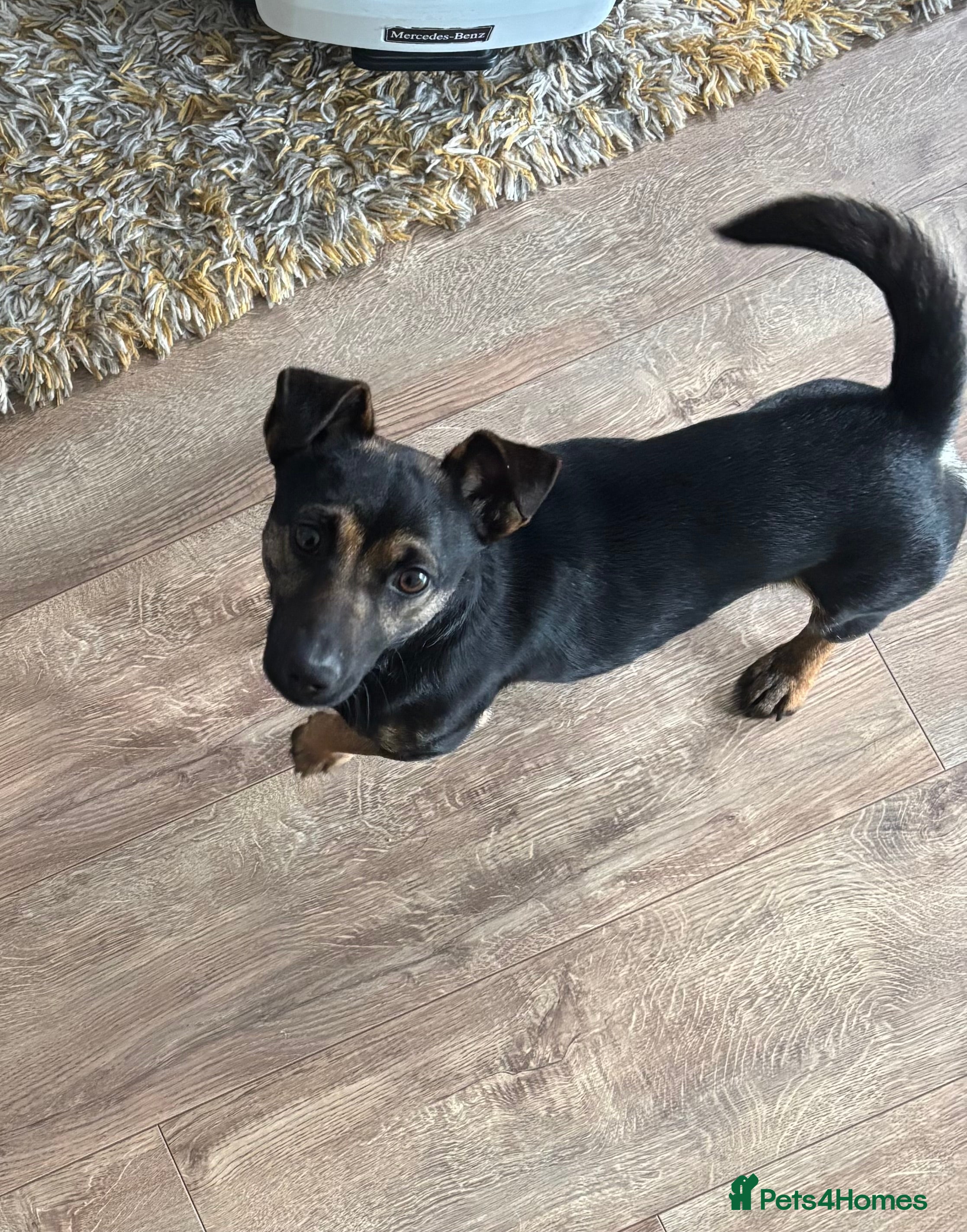 Mixed Breed dogs Lovely natured boy - 15 months  - Advert 1