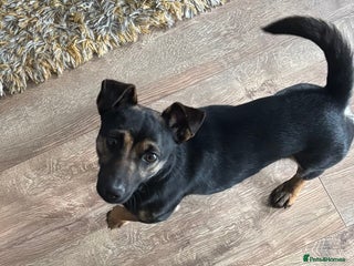 Mixed Breed dogs Lovely natured boy - 15 months - Advert 1