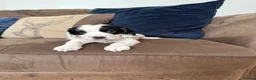 Cocker Spaniel dogs for sale: Beautiful cocker spaniel puppies  - Advert 4