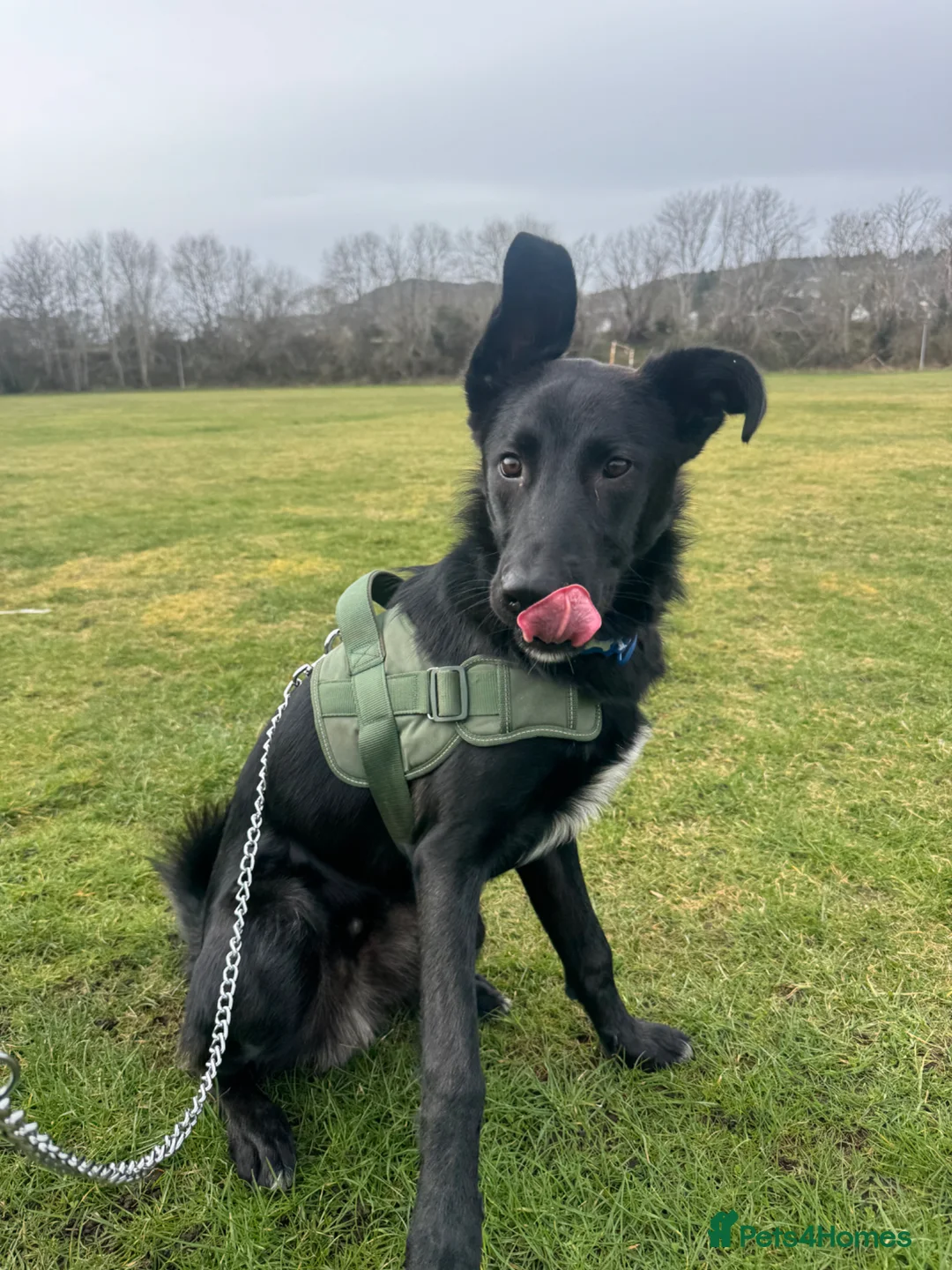 Mixed Breed dogs for sale: 8 Month Old German Shepherd Mix - Advert 2