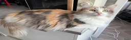 Norwegian Forest Cat cats for sale: Norwegian Forrest Cross Kittens  - Advert 15