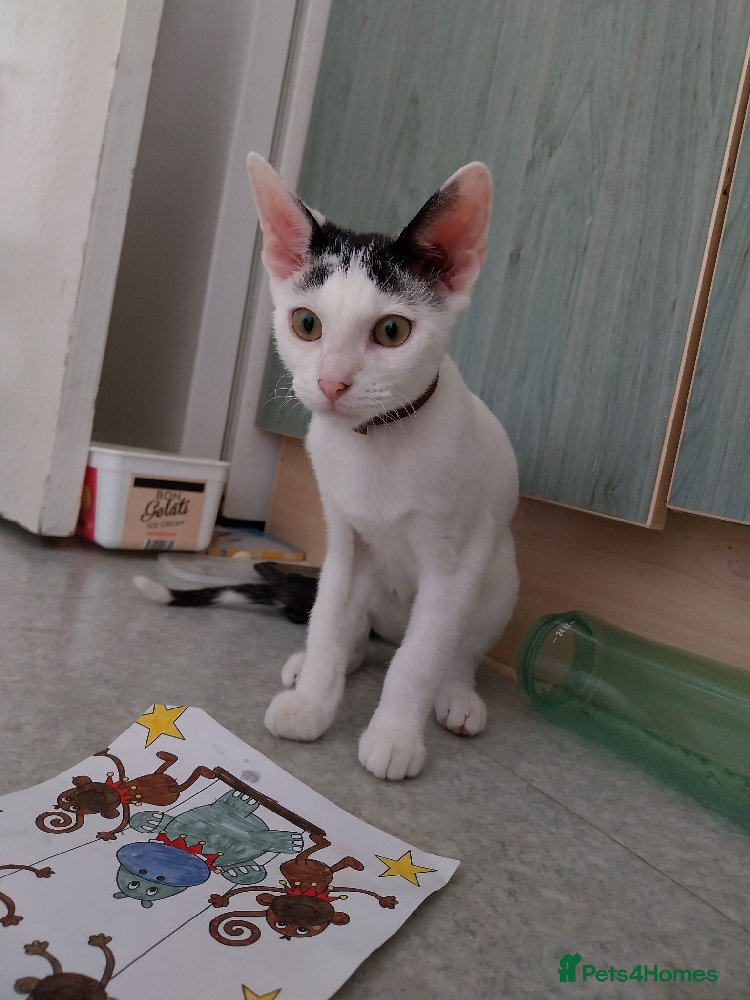 Mixed Breed cats Kitten Mimi - Advert 2