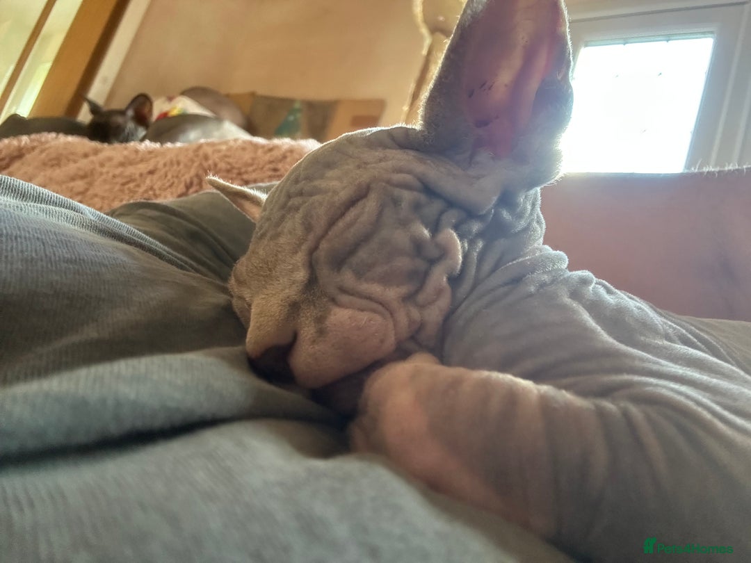 Sphynx cats for sale: Beautiful lot of Sphynx kittens from family pets - Image 8