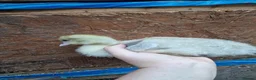 Chickens poultry for sale: Duckling and chicks available - Advert 25