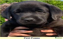 Labrador Retriever dogs for sale: KC, very cute Black labrador Show Type. READY KNOW in Ferryhill - Image 11
