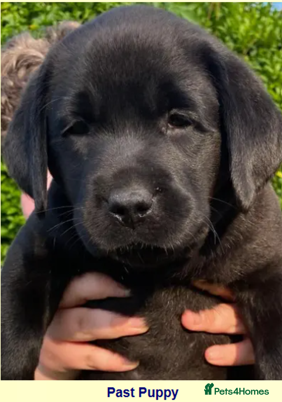 Labrador Retriever dogs for sale: KC, very cute Black labrador Show Type. READY KNOW in Ferryhill - Image 11