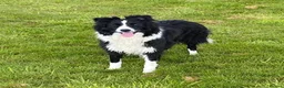 Border Collie dogs for sale: Classic Long Coated B&W Border Collie Boy Pup - Advert 3