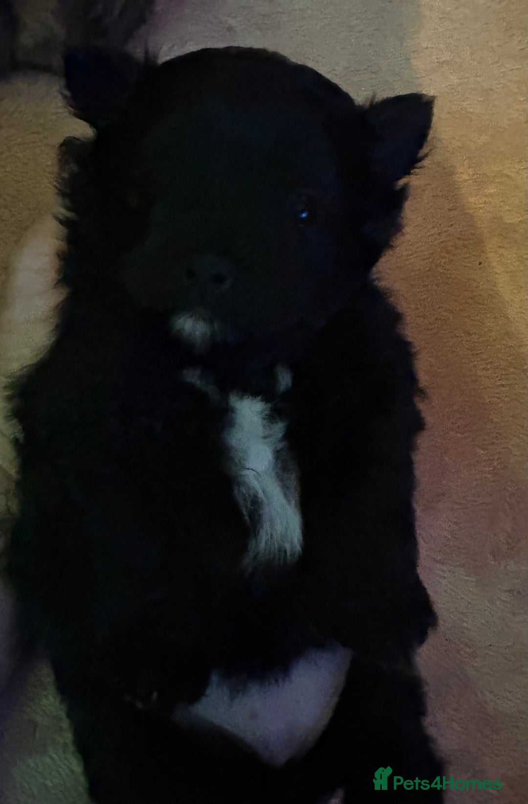 Mixed Breed dogs for sale: Stunning Toy Shihpoo Pom Puppies ready to reserve - Image 12