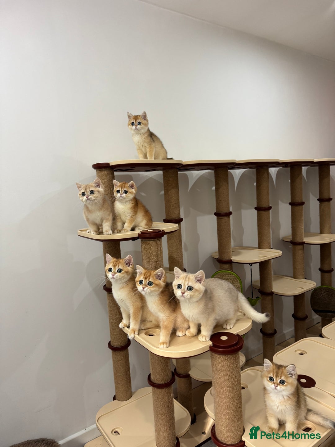 British Shorthair cats for sale: British Shorthair Golden kittens    - Image 12