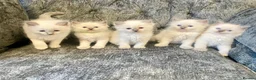 Ragdoll cats for sale: Ragdoll kittens - Advert 8