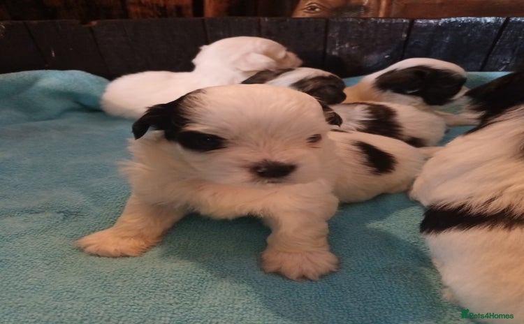Mixed Breed dogs - Advert 4