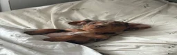 Dachshund dogs for sale: Male Chocolate & Tan Dapple 3 month old Dachshund - Advert 7