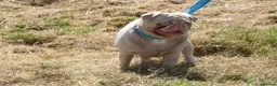 Pug dogs for stud: Pink pug stud  - Advert 3
