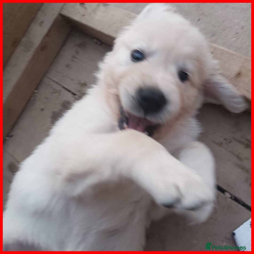 Golden Retriever dogs for sale:  KC Golden Retriever puppies - Image 30