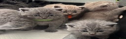 British Shorthair cats for sale: British Shorthair kittens  - Advert 4