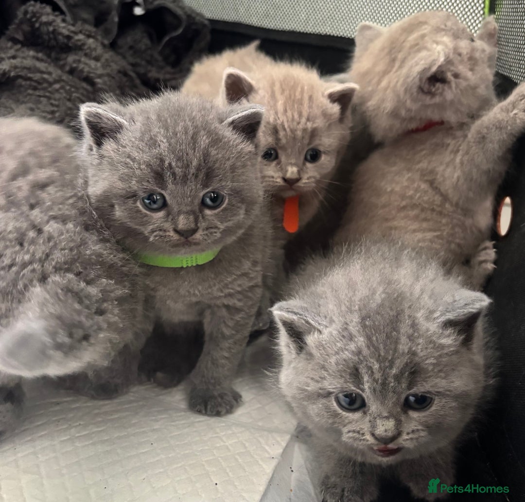 British Shorthair cats for sale: British Shorthair kittens  - Advert 4