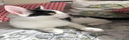 Domestic Shorthair cats for sale: 2 female cat for rehomnig - Advert 6