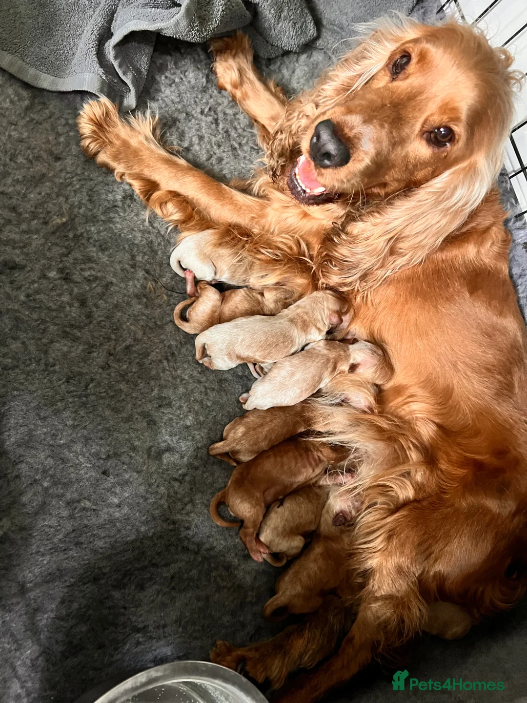 Cockapoo dogs for sale: F1 Cockapoo Puppies - Advert 2