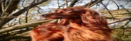 Irish Setter dogs for sale: Gorgeous Irish Setter Pups - Boys available KC - Advert 13