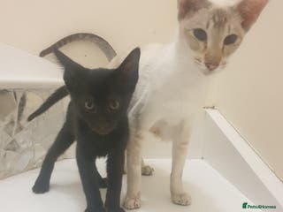 Mixed Breed cats Beautiful siamese x lykoi kittens - Advert 7