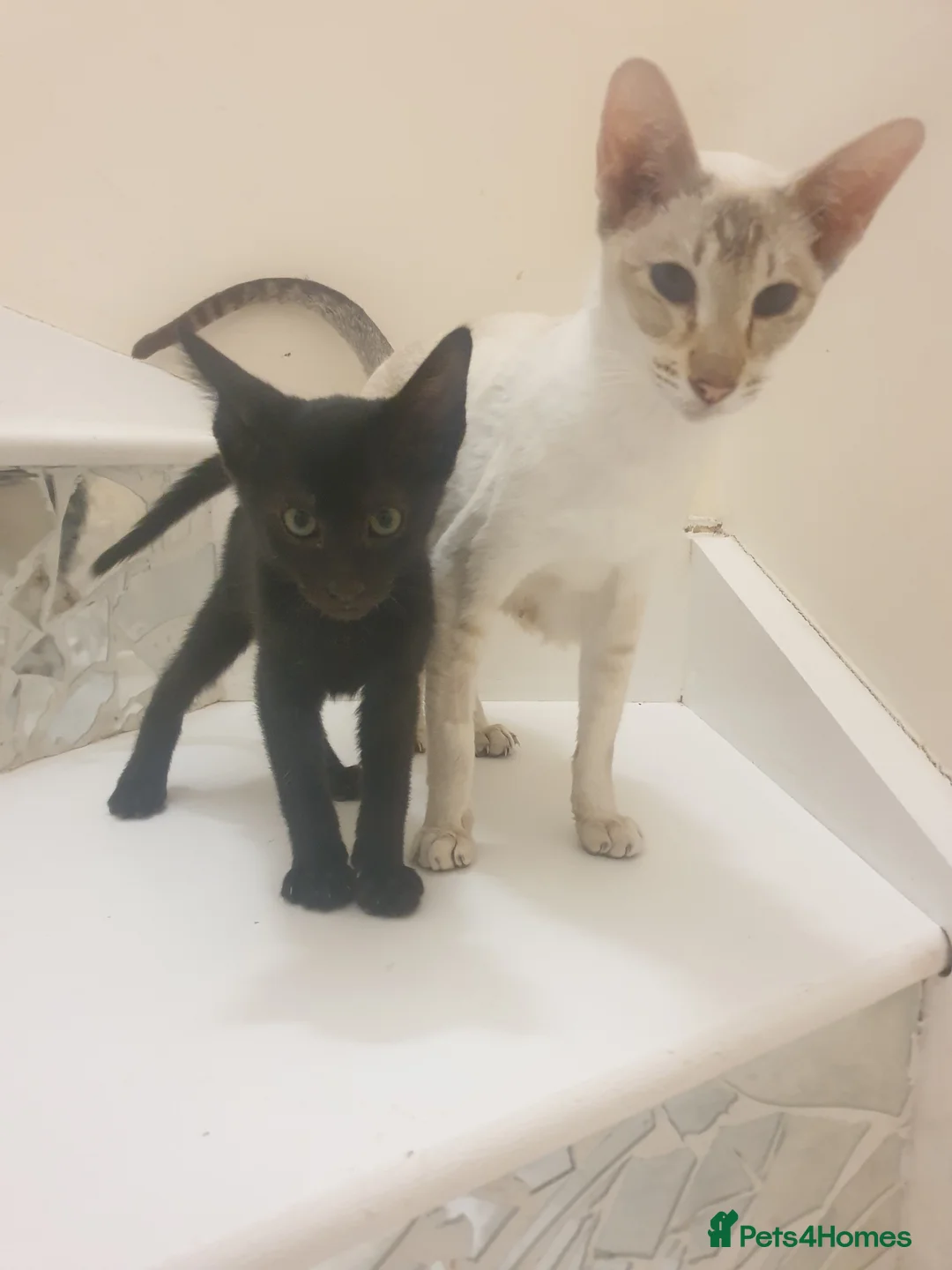 Mixed Breed cats for sale: Beautiful siamese x lykoi kittens  - Advert 1