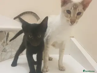 Mixed Breed cats Beautiful siamese x lykoi kittens - Advert 10