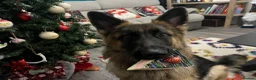 German Shepherd dogs for sale: Loving German shepherd female 19 month old - Advert 4