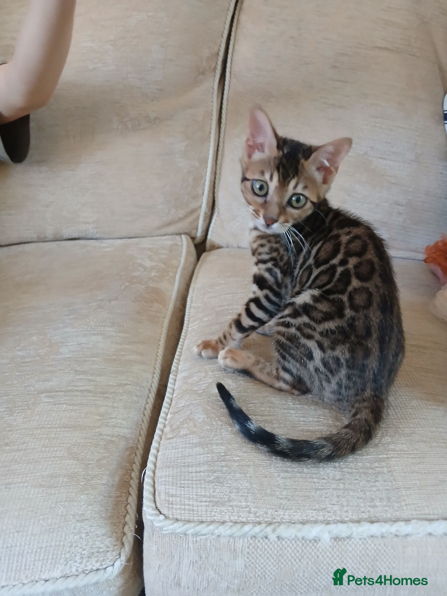 Bengal cats Family raised TICA Bengal kittens - Advert 2