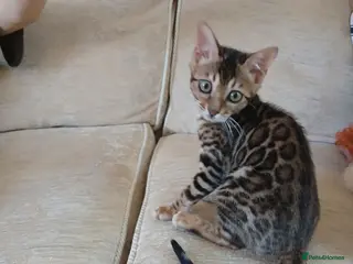 Bengal cats Family raised TICA Bengal kittens - Advert 2