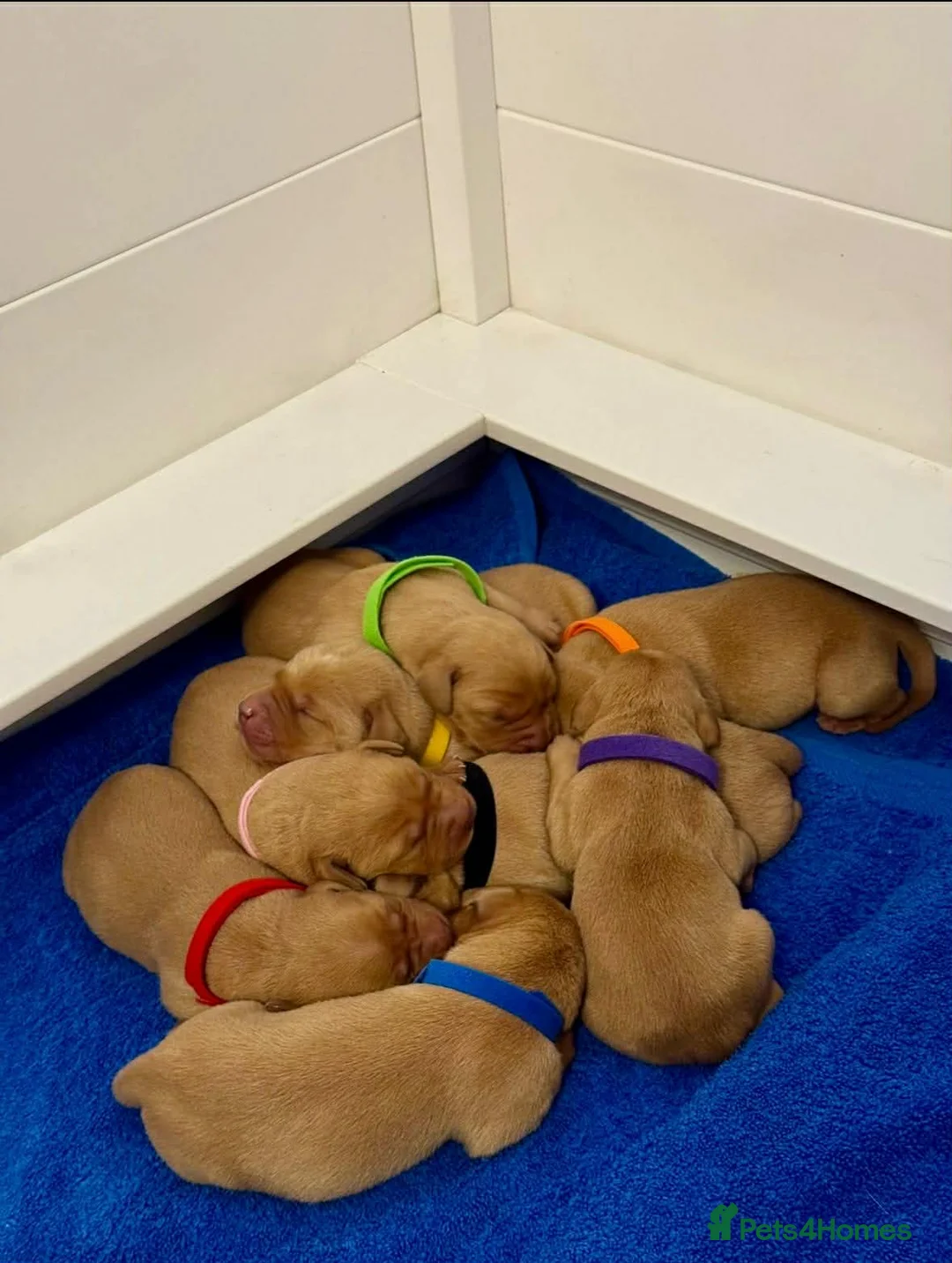Labrador Retriever dogs for sale: KC Registered Fox Red Labrador Puppies  in Wells - Advert 2