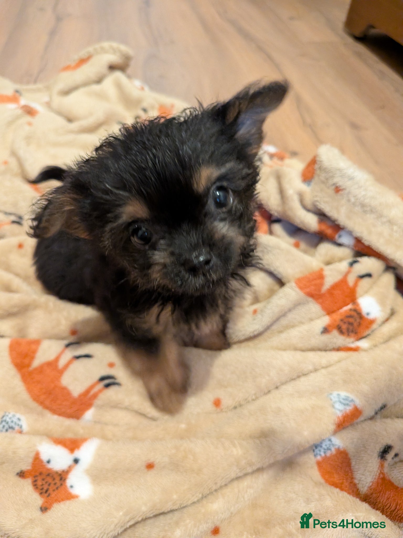 Chorkie dogs 3 little bundles of joy - Advert 2