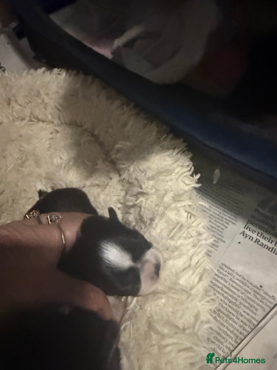 Shih Tzu dogs for sale: Super cute Shih tzu pups - Advert 7