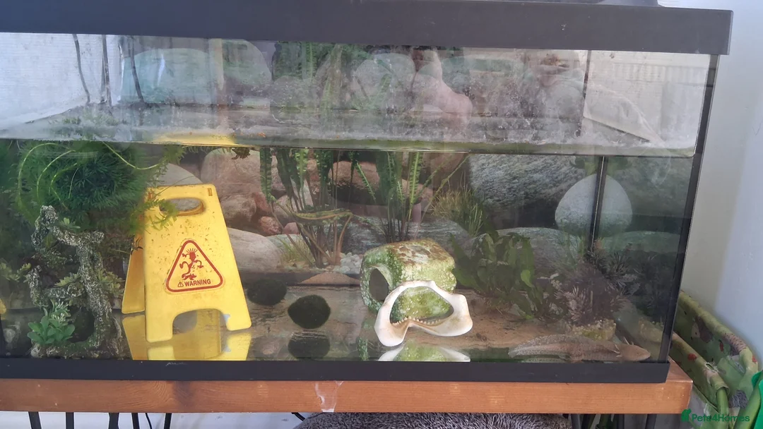 Axolotl reptiles for sale: Male axolotl  - Advert 4