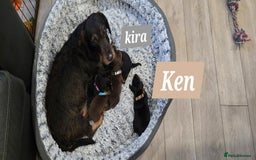 Dachshund dogs for sale: Beautiful Daxis - Advert 9