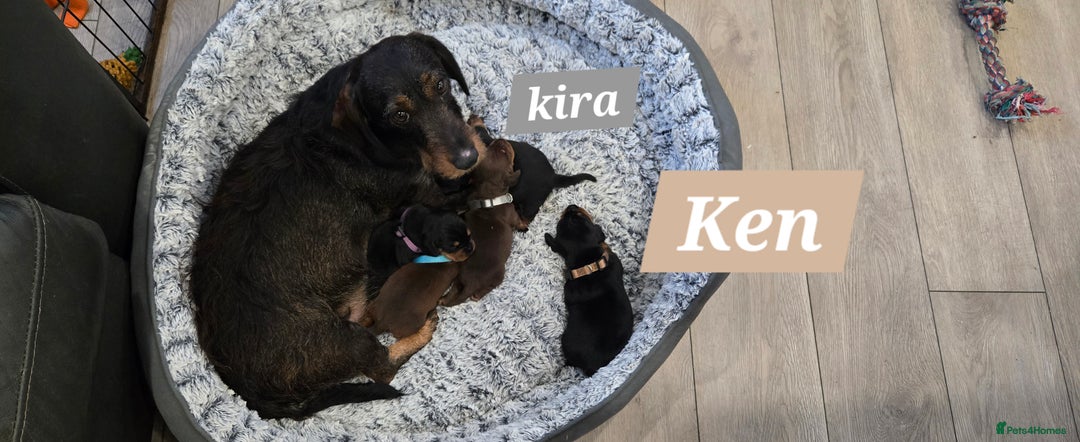 Dachshund dogs for sale: Beautiful Daxis - Advert 9