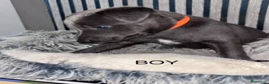 Whippet 4