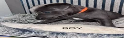 Whippet dogs for sale: Whippet pups for sale x5 boys x1 Girl - Advert 8