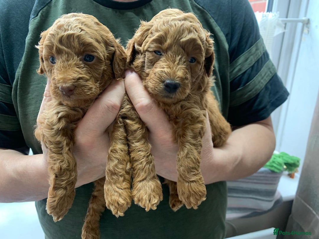 Toy Poodle dogs for sale: Gorgeous KC registered Red Toy Poodle pups - Image 4