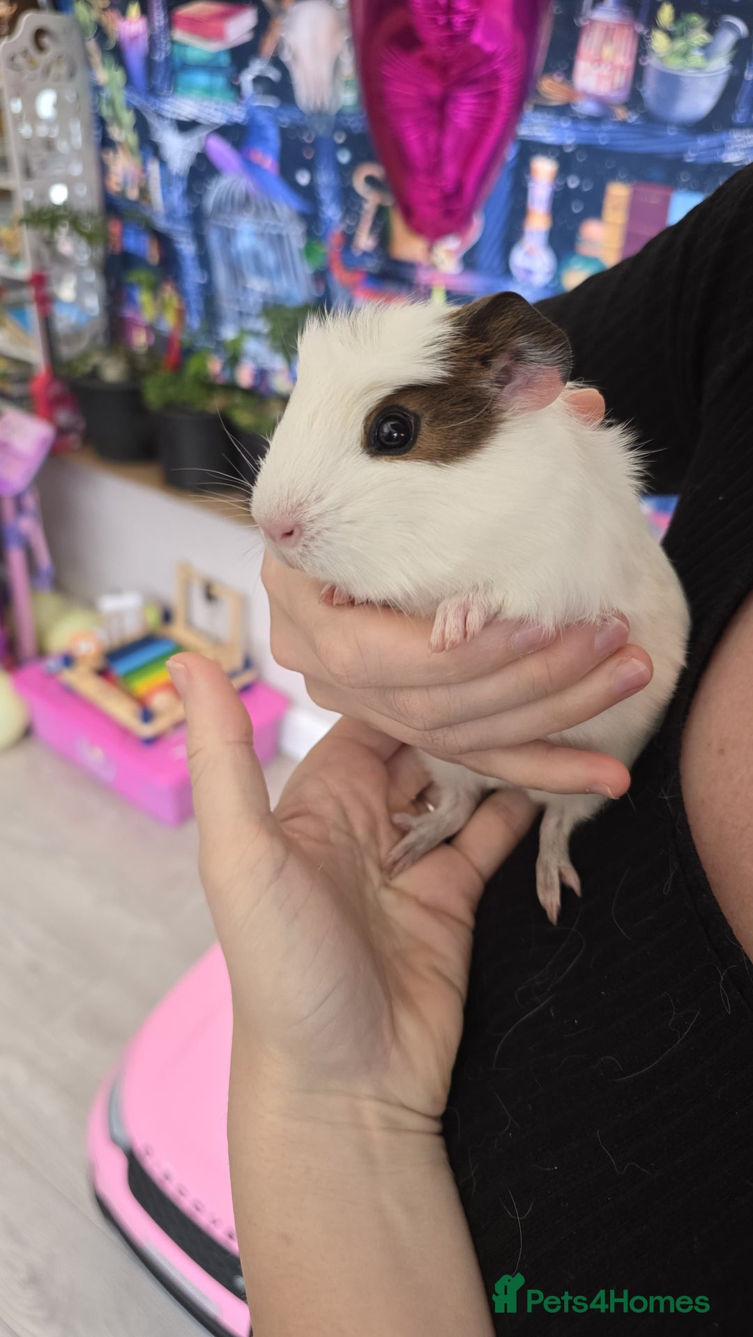 Guinea Pig rodents for sale: 5 Gorgeous MALE guineapigs for sale - Image 4