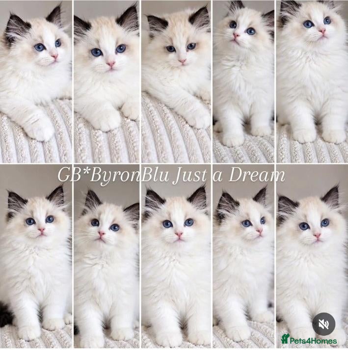 Ragdoll cats Stunning Pedigree Ragdoll Kittens  - Advert 4