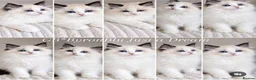 Ragdoll cats for sale: Stunning Pedigree Ragdoll Kittens  - Advert 1
